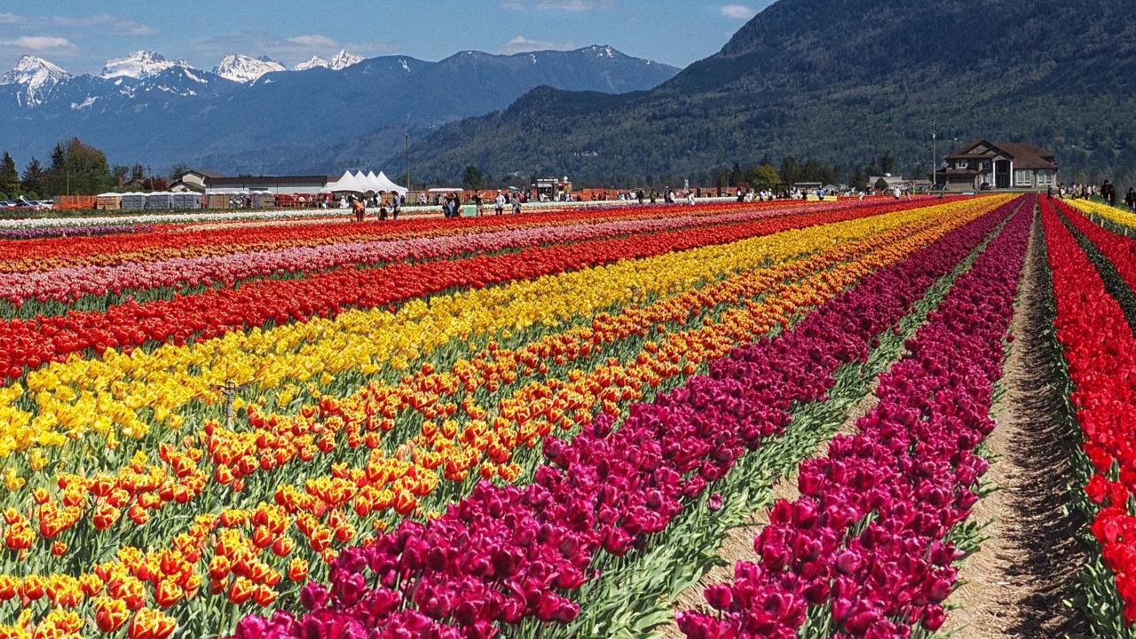 Fields of red, yellow, and purple tulips stretch into the distance under a clear blue sky, with mountains and a house in the background