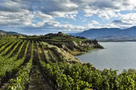 A vineyard with rows of green vines slopes down toward a lake, framed by distant mountains under a partly cloudy blue sky