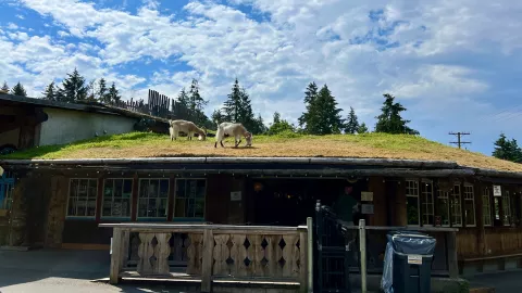 Two goats on a grassy roof of a wooden building under a blue sky with fluffy clouds. Tall pine trees are in the background